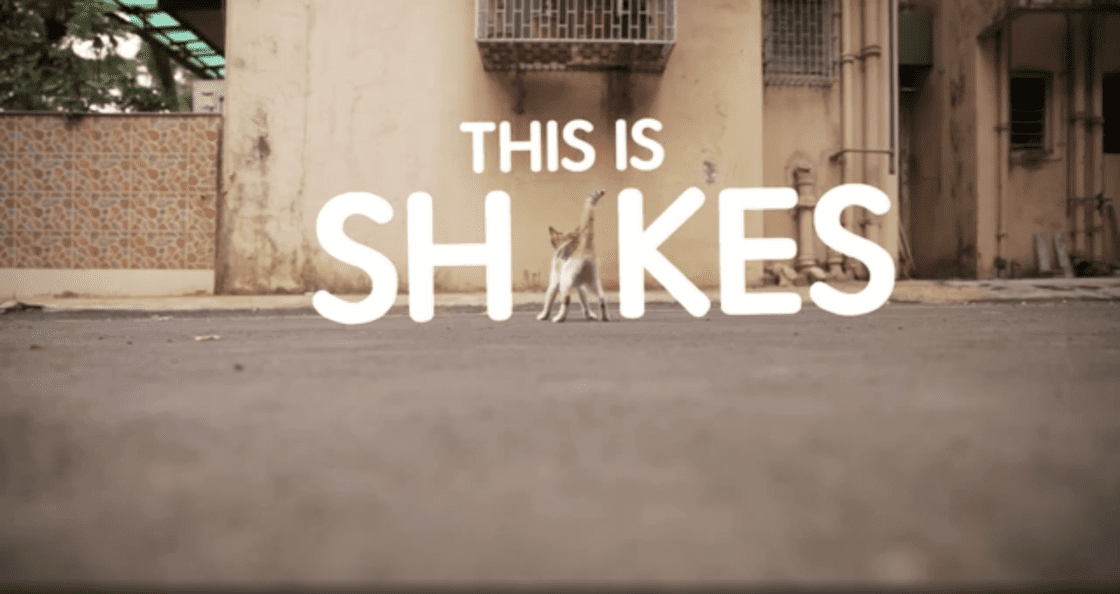 This is Shakes | World for All cat adoption